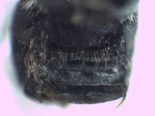 Réf. 334 953 : Hoplitis adunca